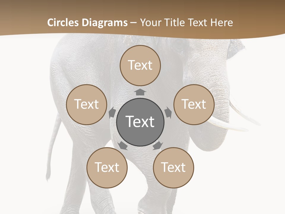 Elefanten Laufen Zirkus PowerPoint Template