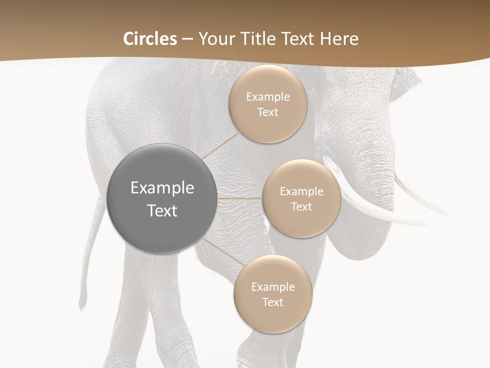 Elefanten Laufen Zirkus PowerPoint Template