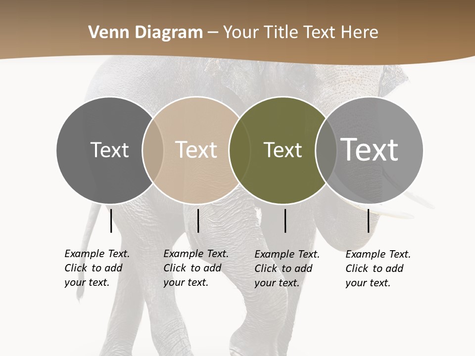 Elefanten Laufen Zirkus PowerPoint Template