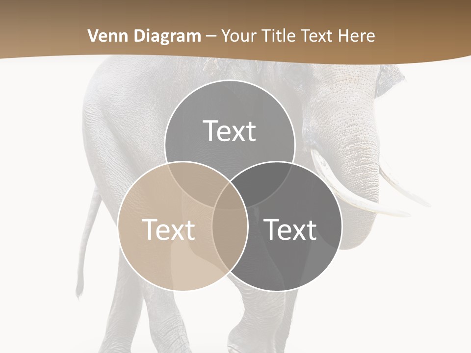 Elefanten Laufen Zirkus PowerPoint Template