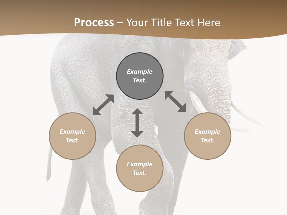 Elefanten Laufen Zirkus PowerPoint Template