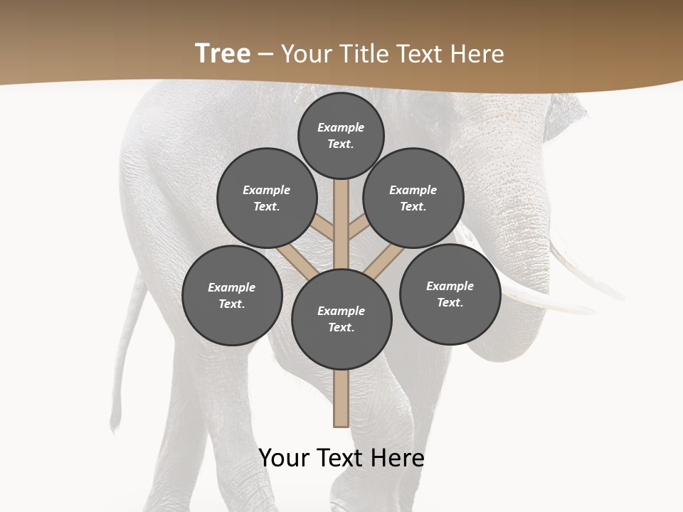 Elefanten Laufen Zirkus PowerPoint Template