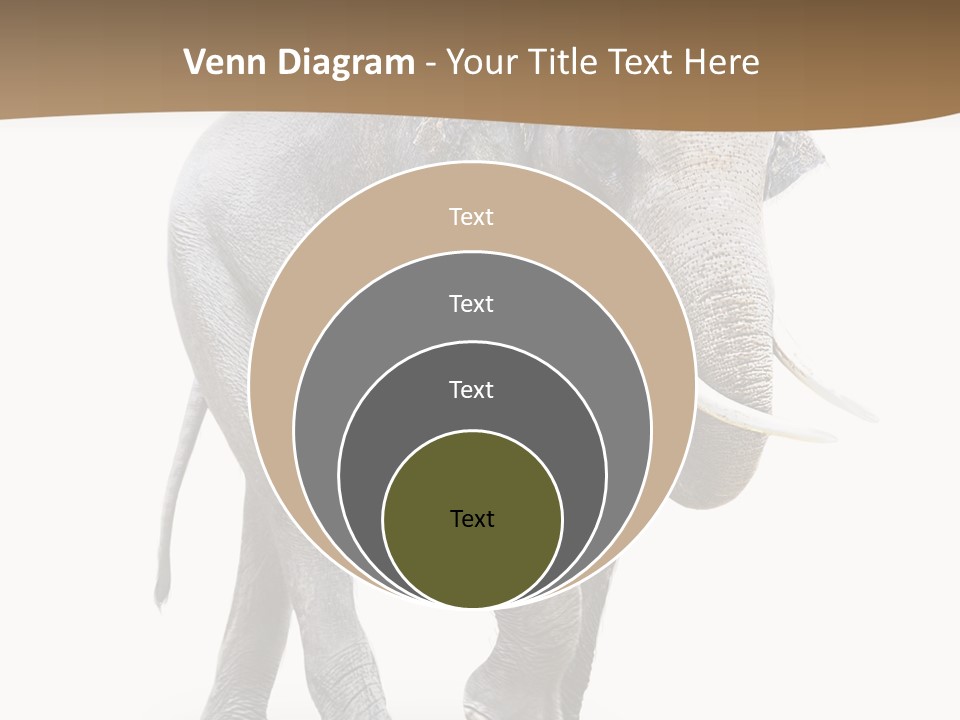 Elefanten Laufen Zirkus PowerPoint Template