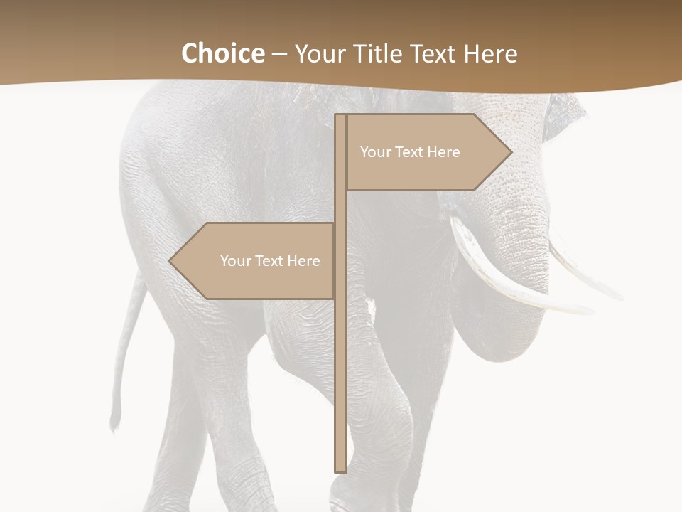 Elefanten Laufen Zirkus PowerPoint Template