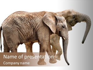 One Natural Tusk PowerPoint Template