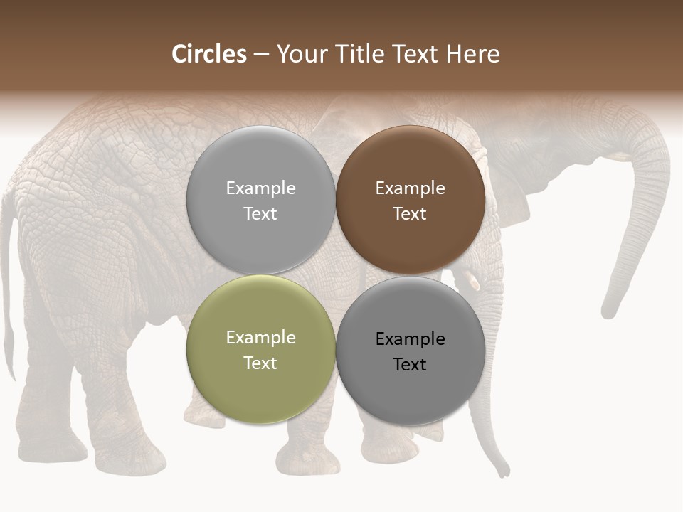 One Natural Tusk PowerPoint Template