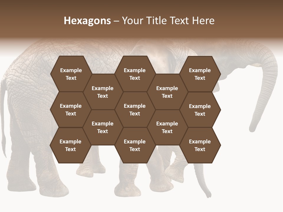 One Natural Tusk PowerPoint Template