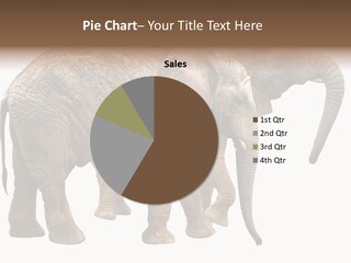 One Natural Tusk PowerPoint Template