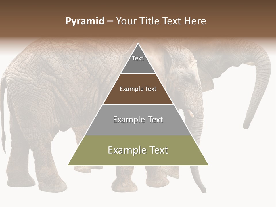 One Natural Tusk PowerPoint Template