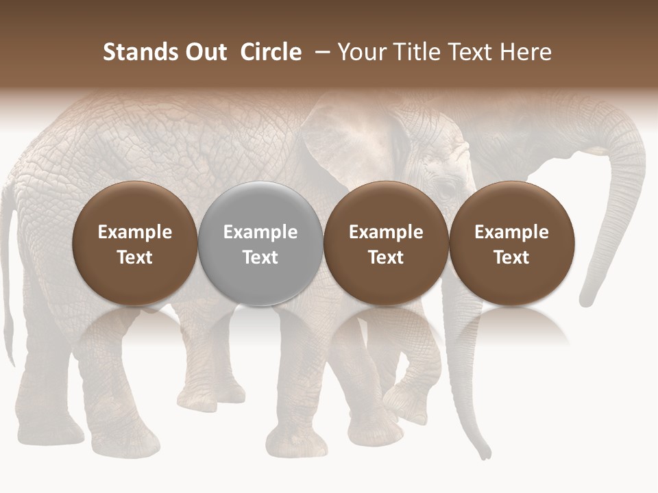 One Natural Tusk PowerPoint Template
