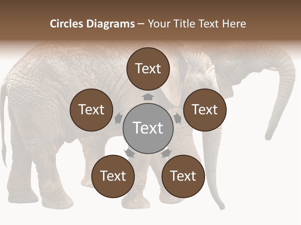 One Natural Tusk PowerPoint Template