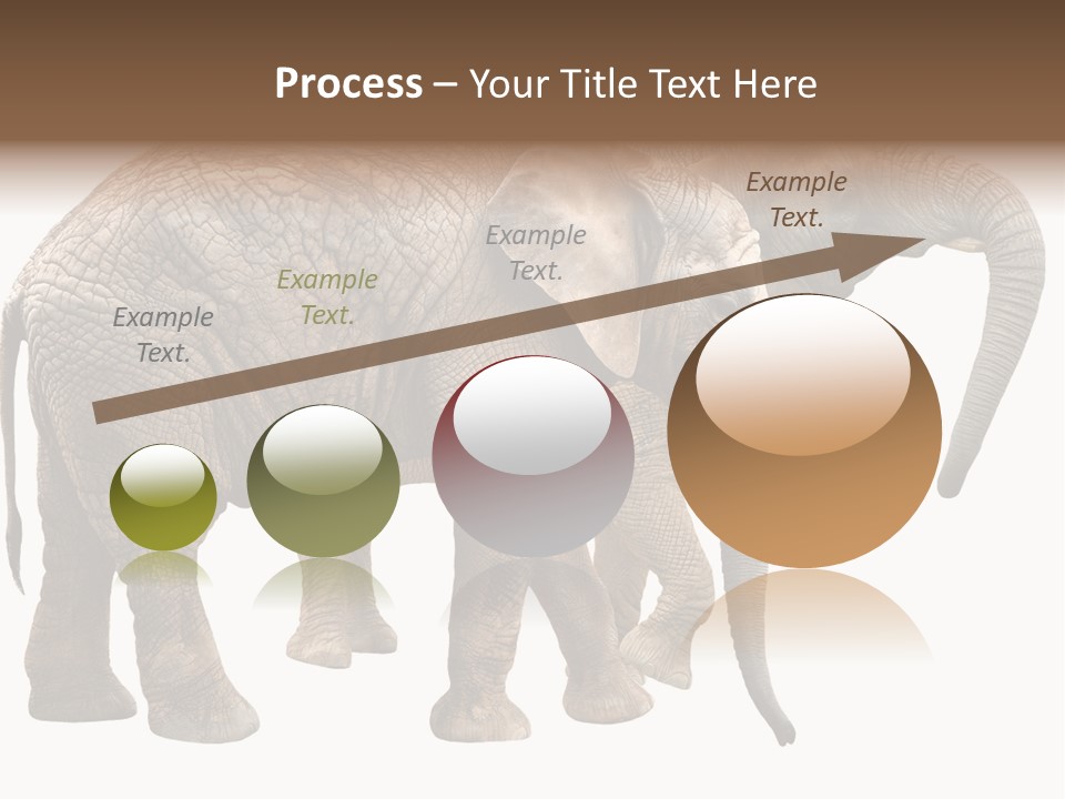 One Natural Tusk PowerPoint Template