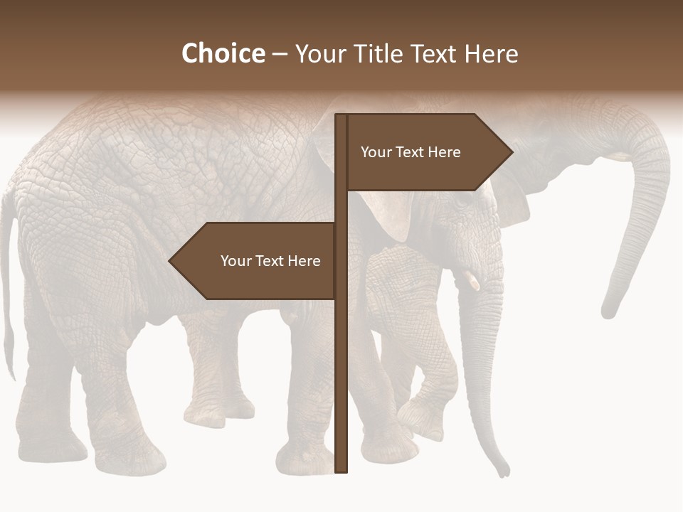 One Natural Tusk PowerPoint Template