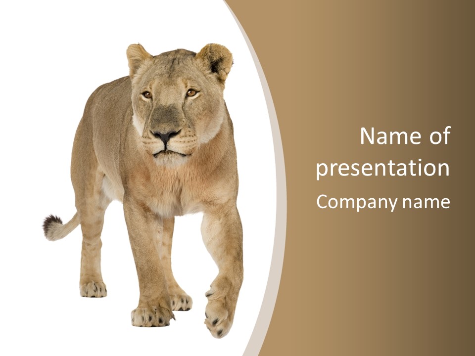 Panthera Leo Animals Animal PowerPoint Template