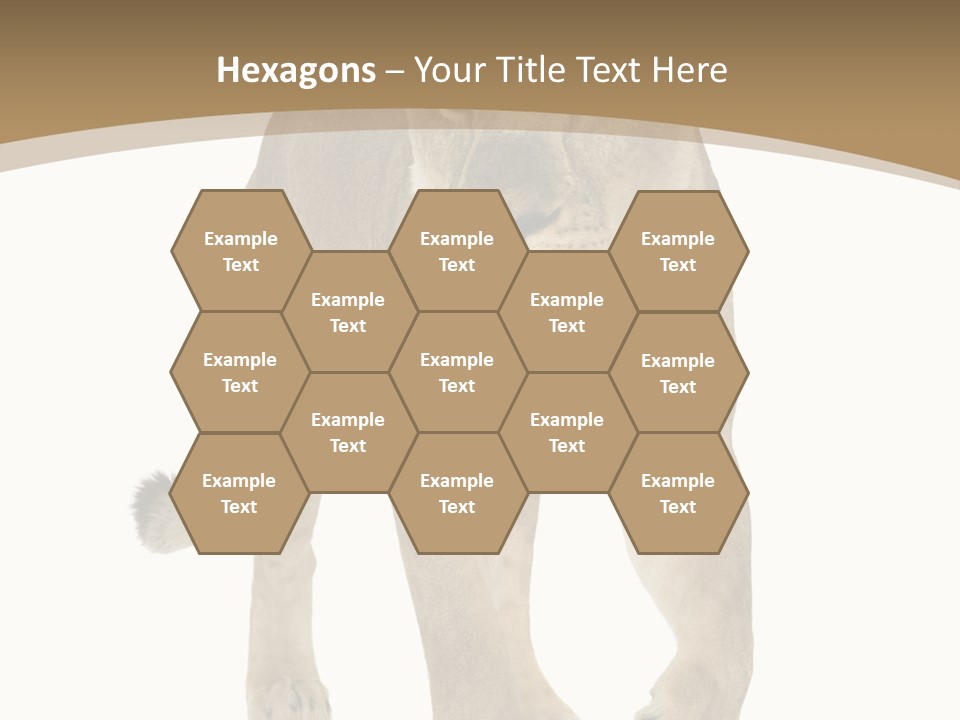 Panthera Leo Animals Animal PowerPoint Template