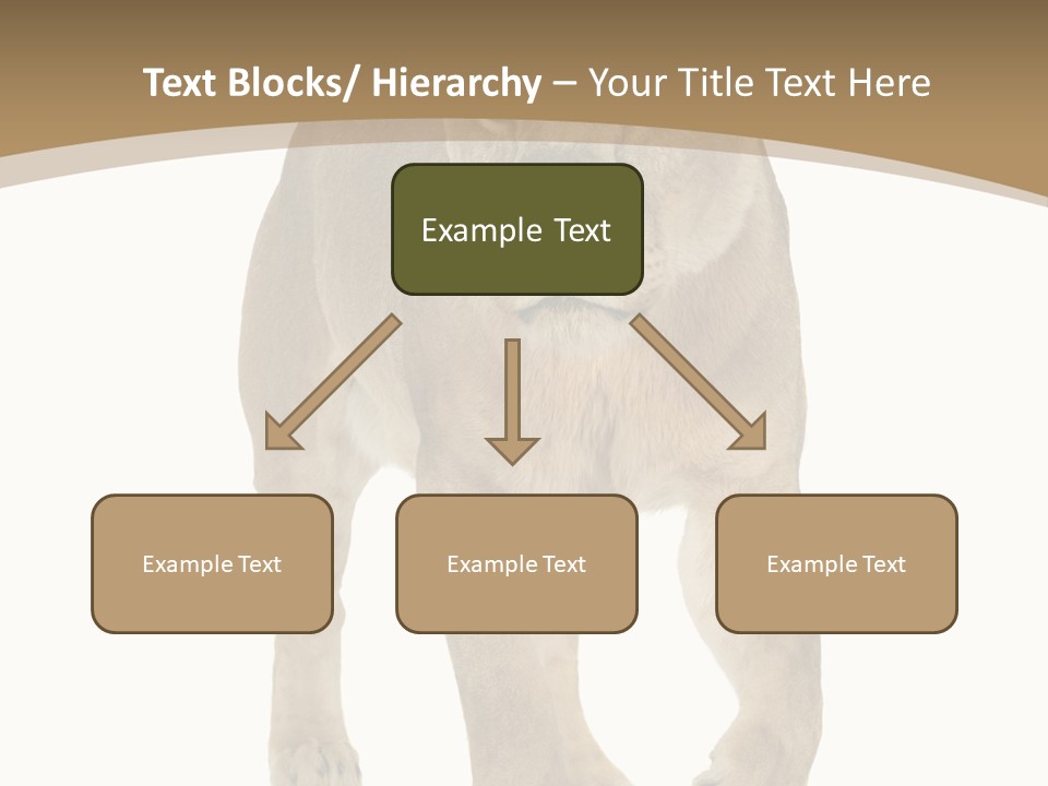 Panthera Leo Animals Animal PowerPoint Template