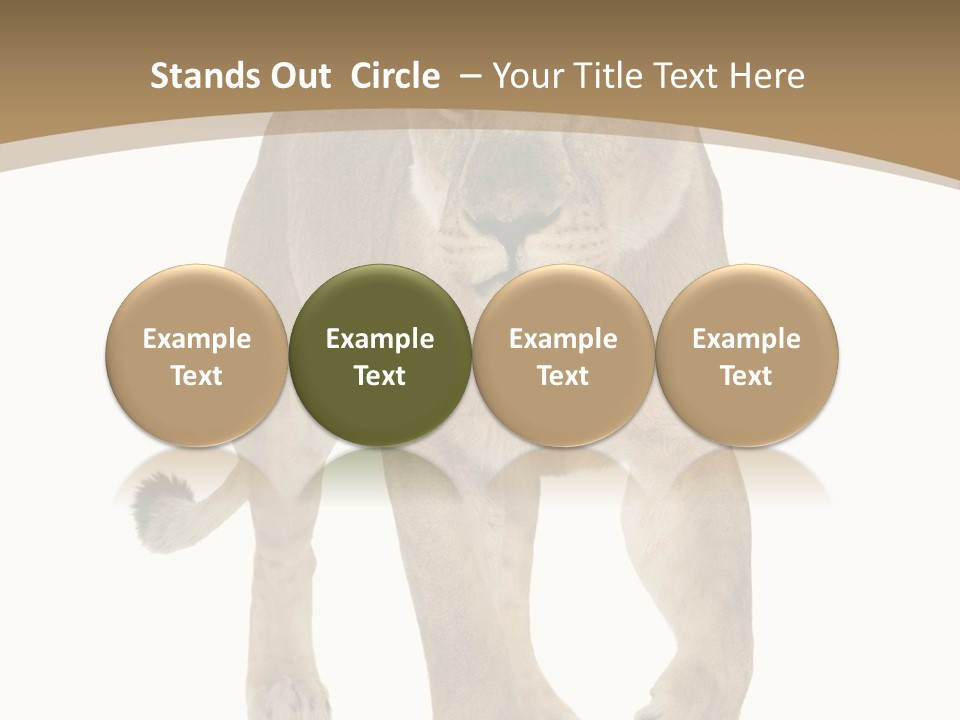 Panthera Leo Animals Animal PowerPoint Template