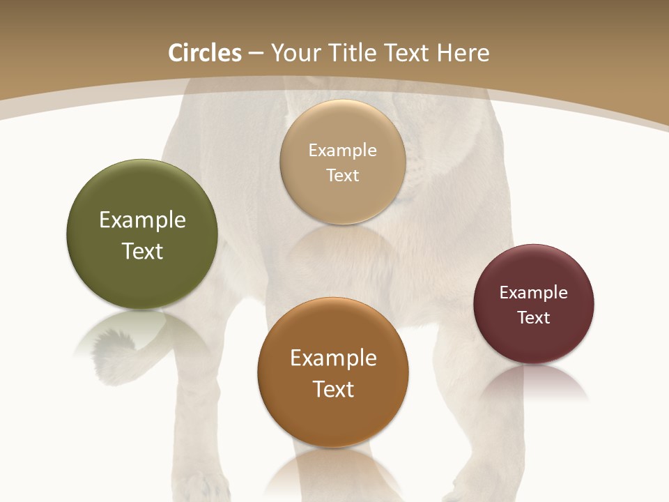 Panthera Leo Animals Animal PowerPoint Template