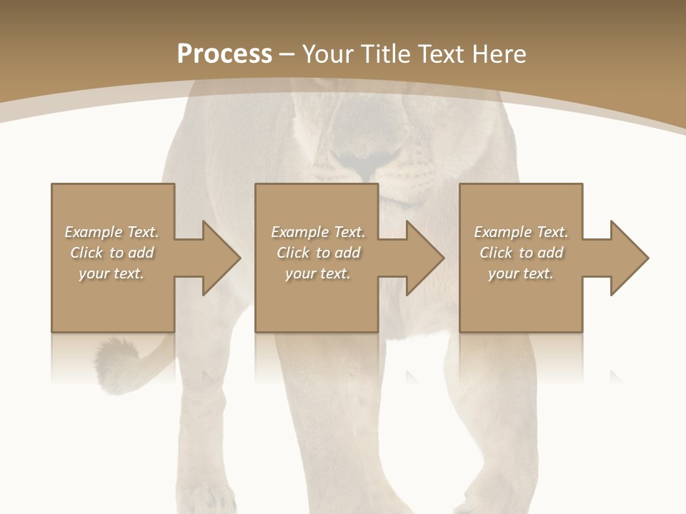 Panthera Leo Animals Animal PowerPoint Template