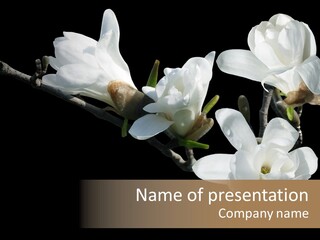 Closeup Photography Backgrounds PowerPoint Template