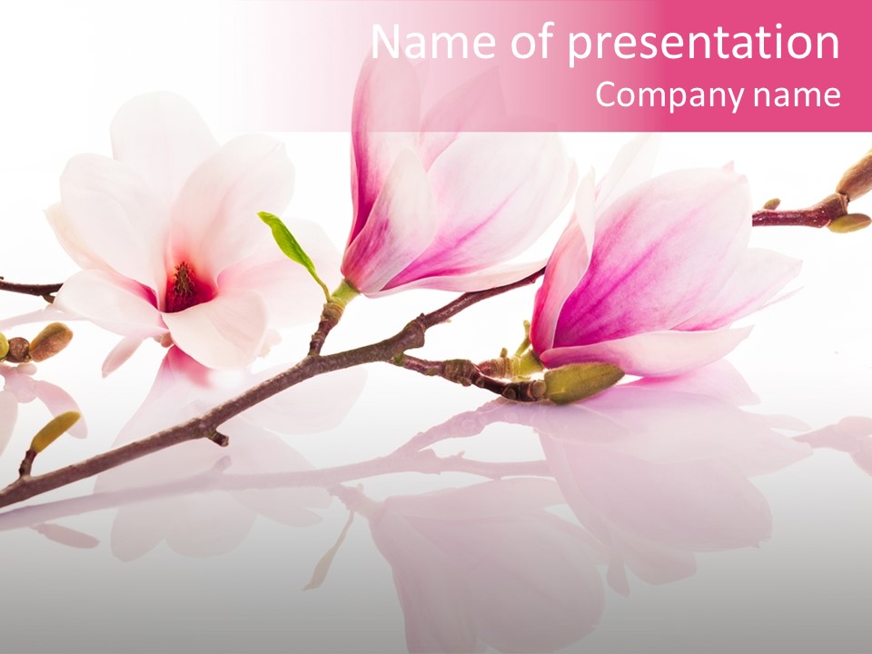 Pink Spring Flowers With Reflection PowerPoint Template