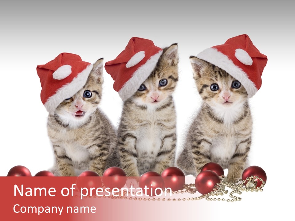 Niedlich Tier Katze PowerPoint Template