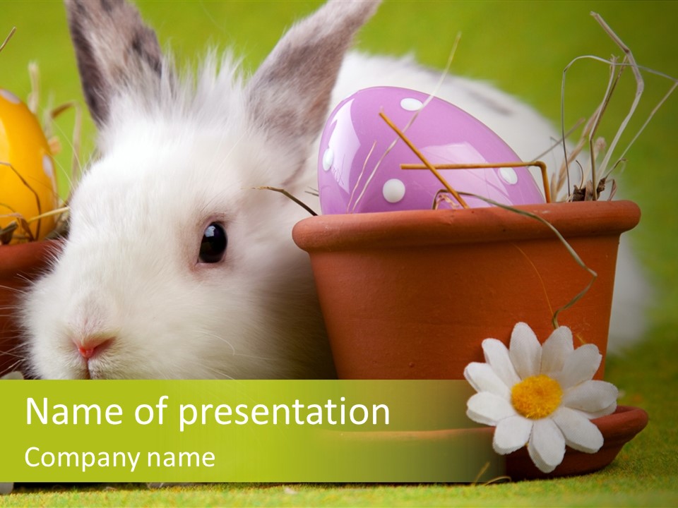 Fur Furry Daisy PowerPoint Template