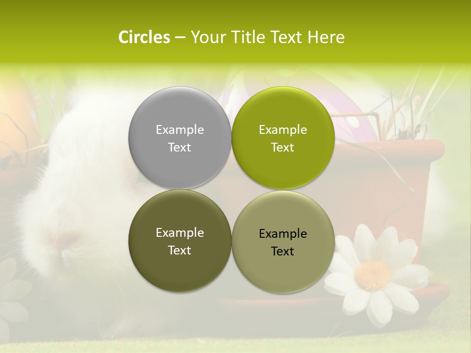 Fur Furry Daisy PowerPoint Template