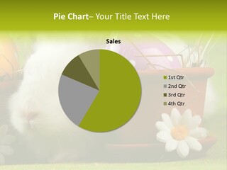 Fur Furry Daisy PowerPoint Template