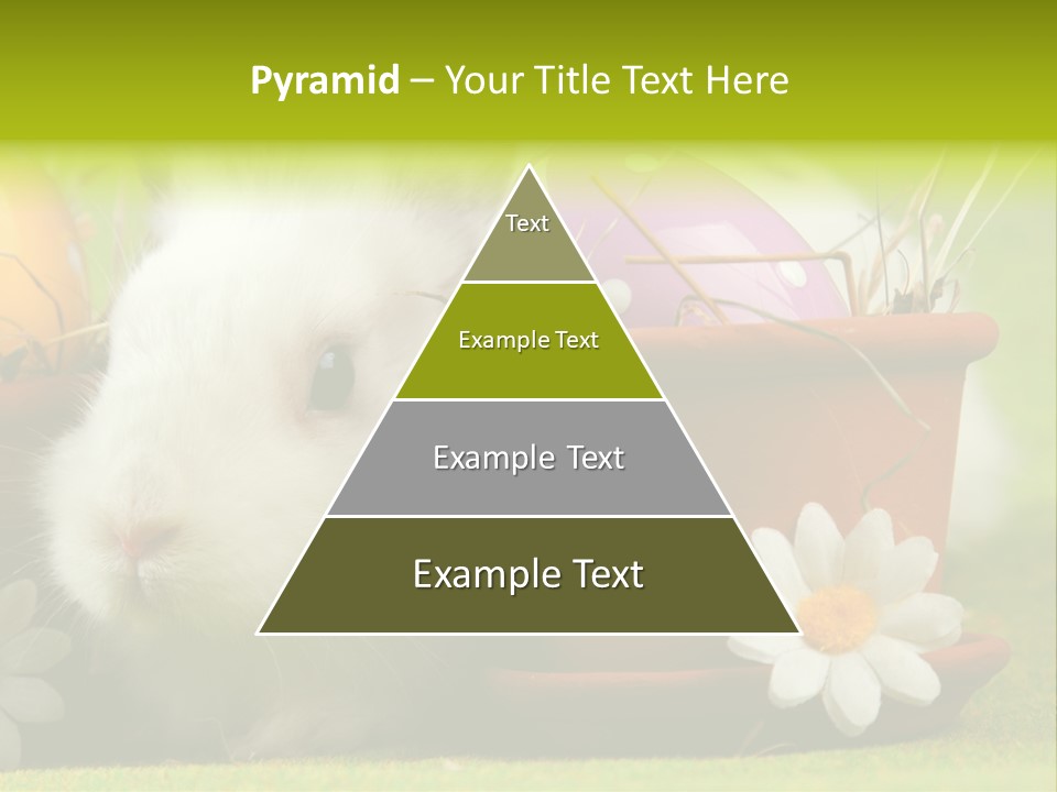 Fur Furry Daisy PowerPoint Template