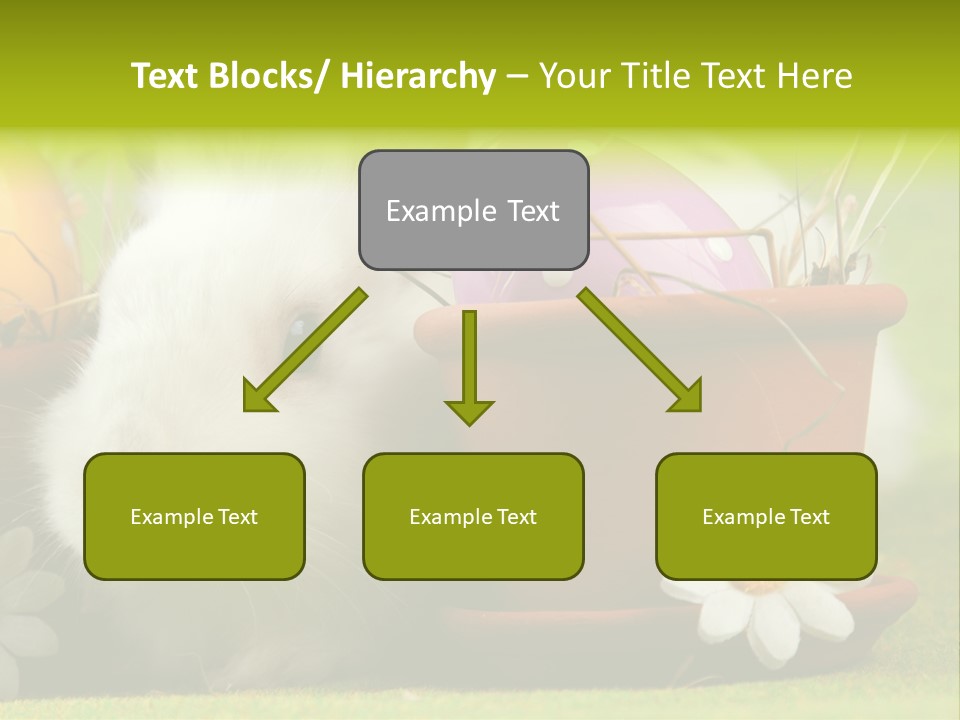 Fur Furry Daisy PowerPoint Template