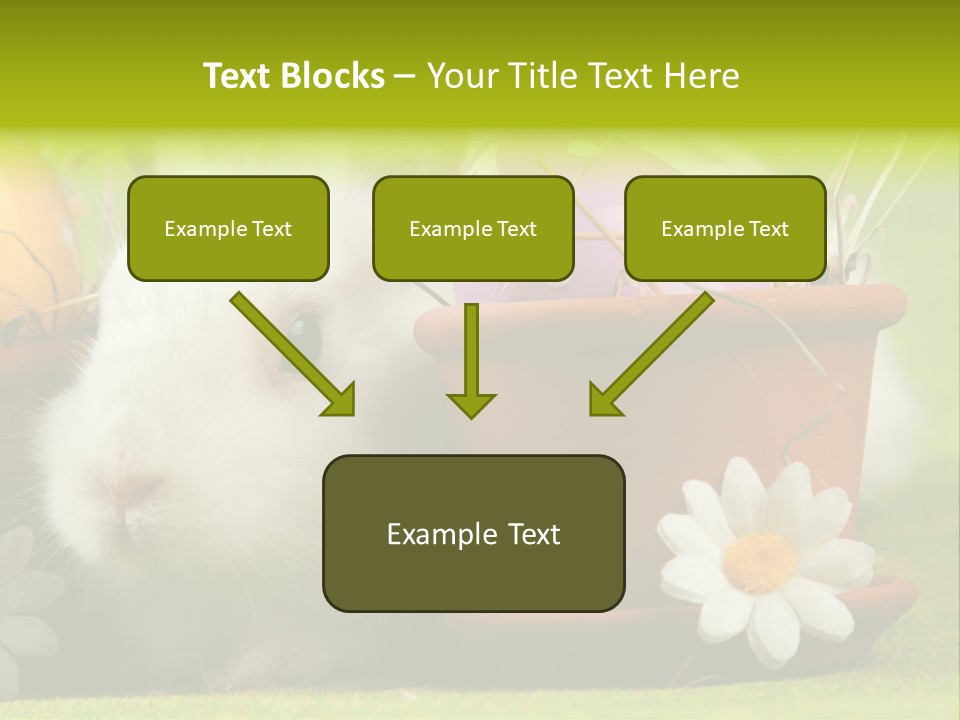 Fur Furry Daisy PowerPoint Template