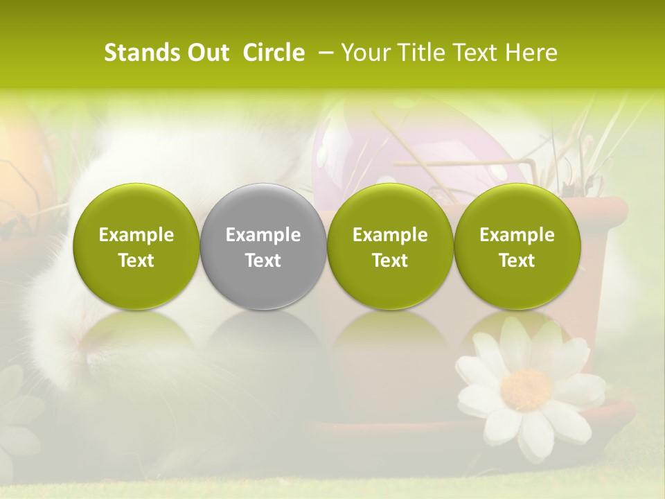 Fur Furry Daisy PowerPoint Template