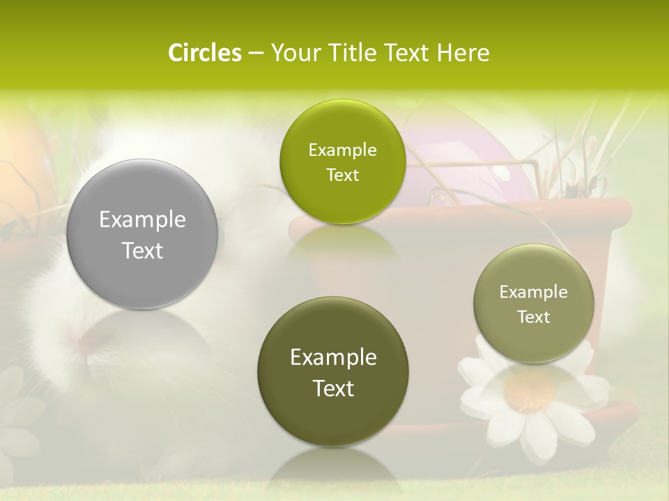 Fur Furry Daisy PowerPoint Template