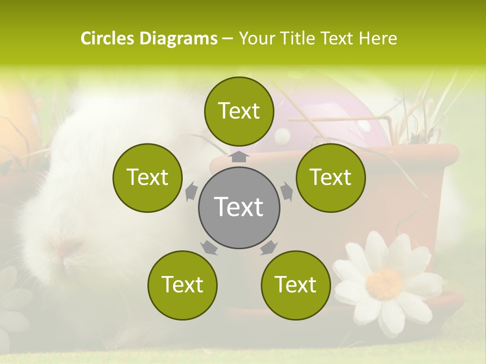 Fur Furry Daisy PowerPoint Template