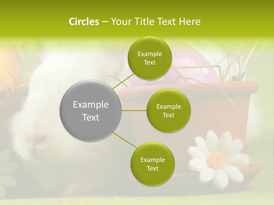 Fur Furry Daisy PowerPoint Template