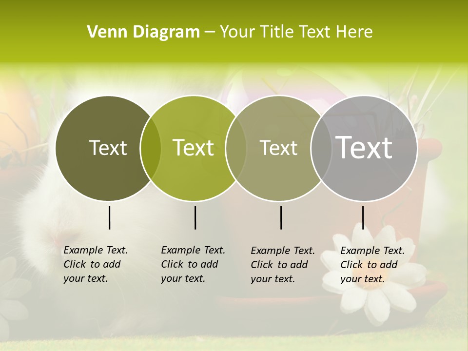 Fur Furry Daisy PowerPoint Template