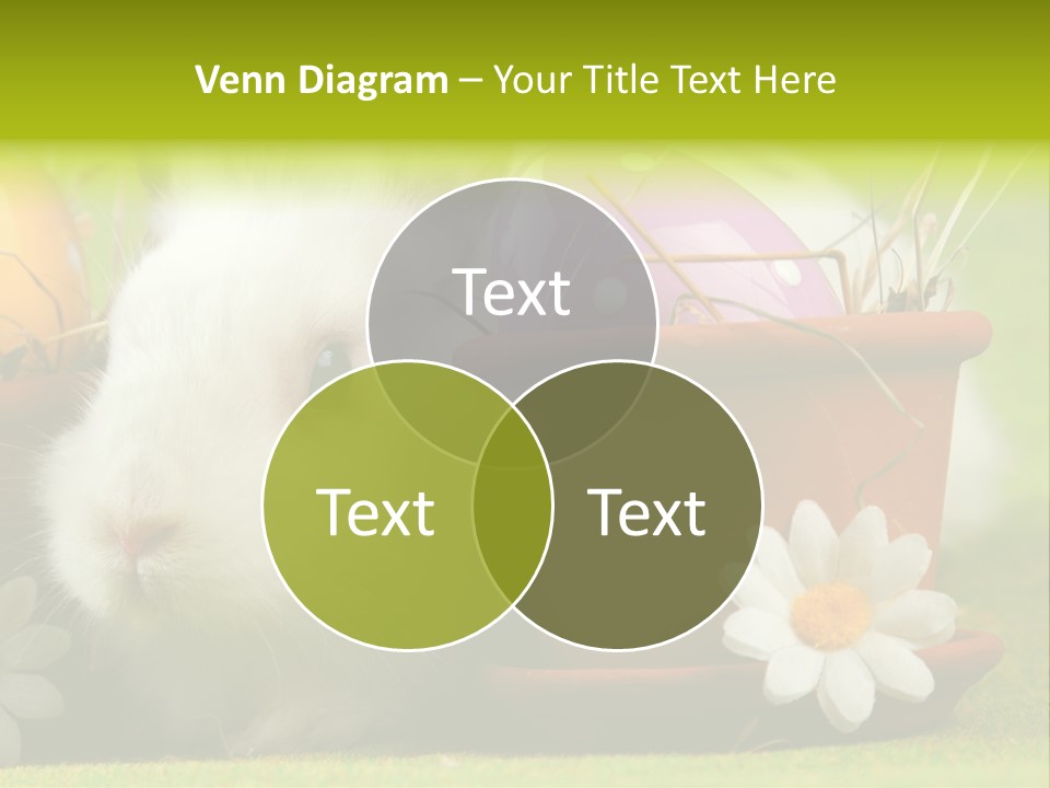 Fur Furry Daisy PowerPoint Template