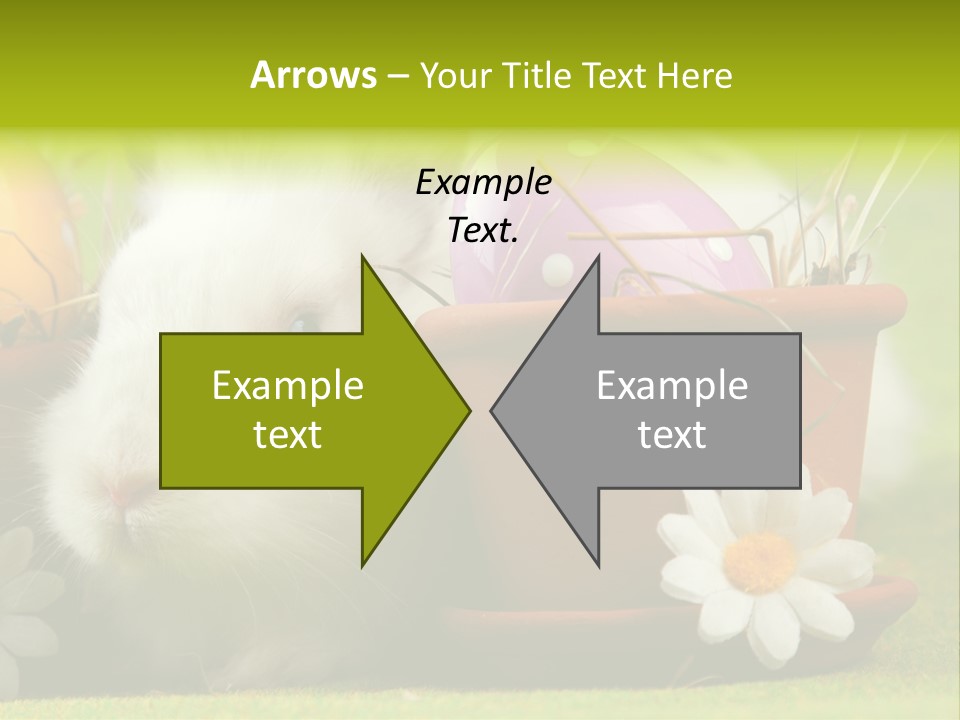 Fur Furry Daisy PowerPoint Template