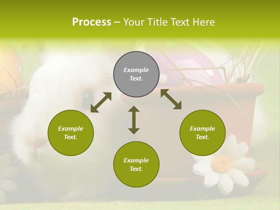 Fur Furry Daisy PowerPoint Template
