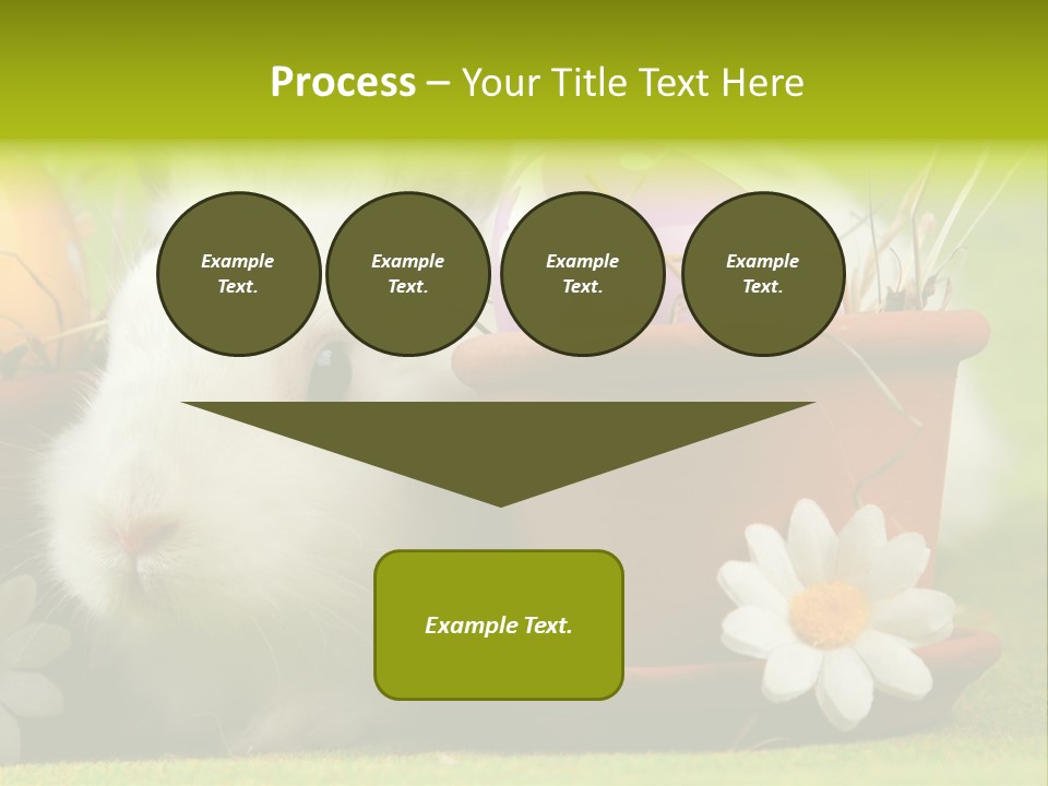 Fur Furry Daisy PowerPoint Template