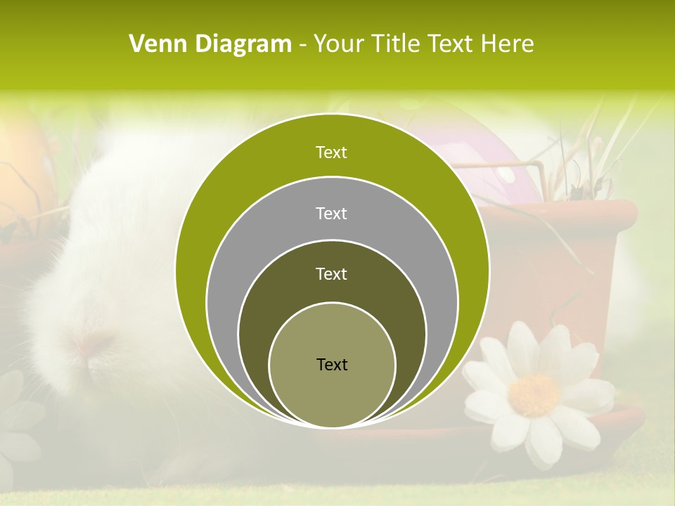 Fur Furry Daisy PowerPoint Template