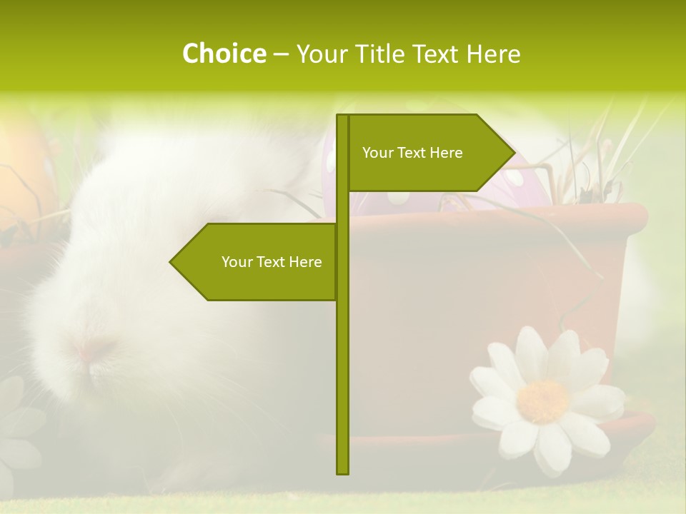 Fur Furry Daisy PowerPoint Template