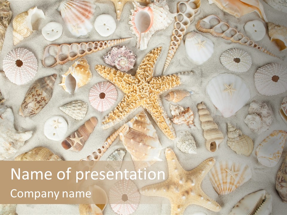 Seashell Summer Strand PowerPoint Template