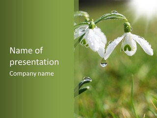 Flora Regentropfen Tropfen PowerPoint Template