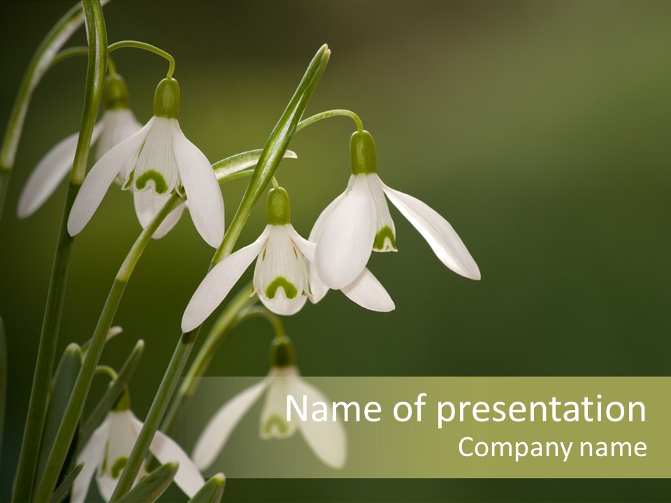 Zwiebelgew Februar Schnee PowerPoint Template