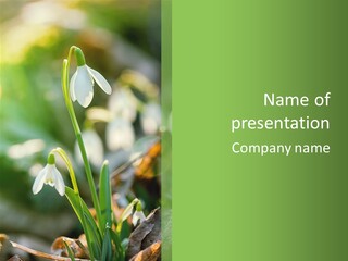 Snowdrop Spring Life PowerPoint Template