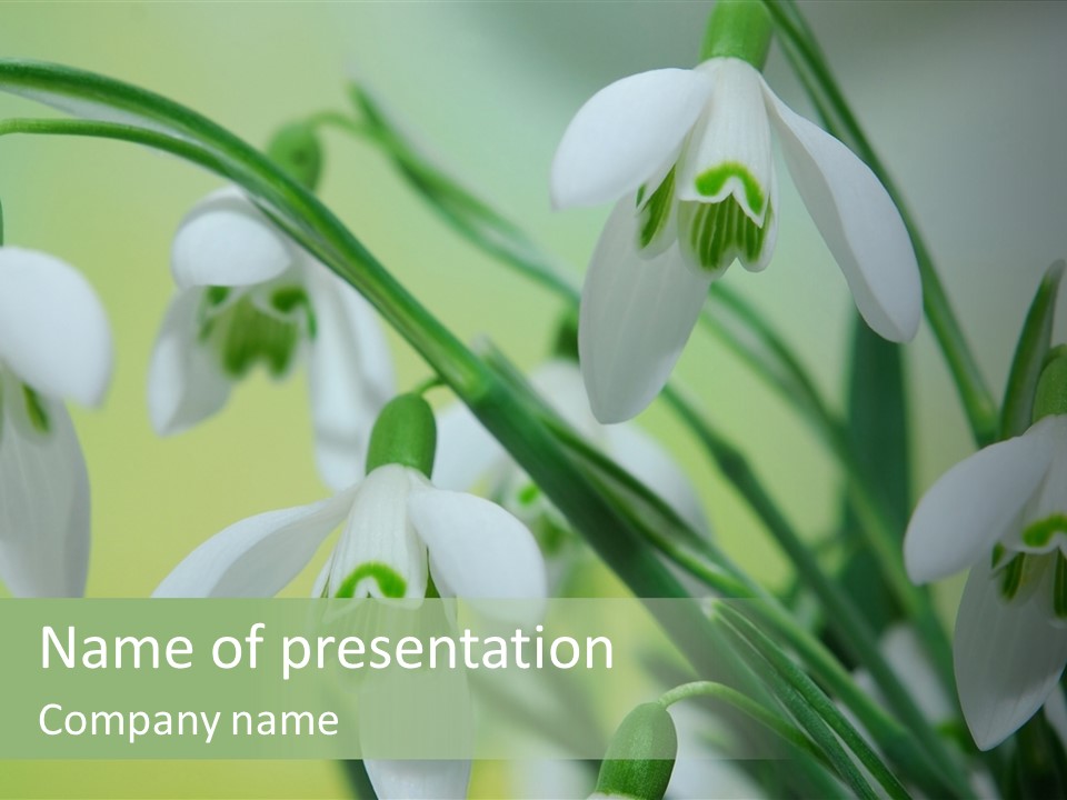 Beauty In Nature Snowdrops Flower PowerPoint Template