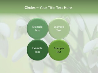 Beauty In Nature Snowdrops Flower PowerPoint Template