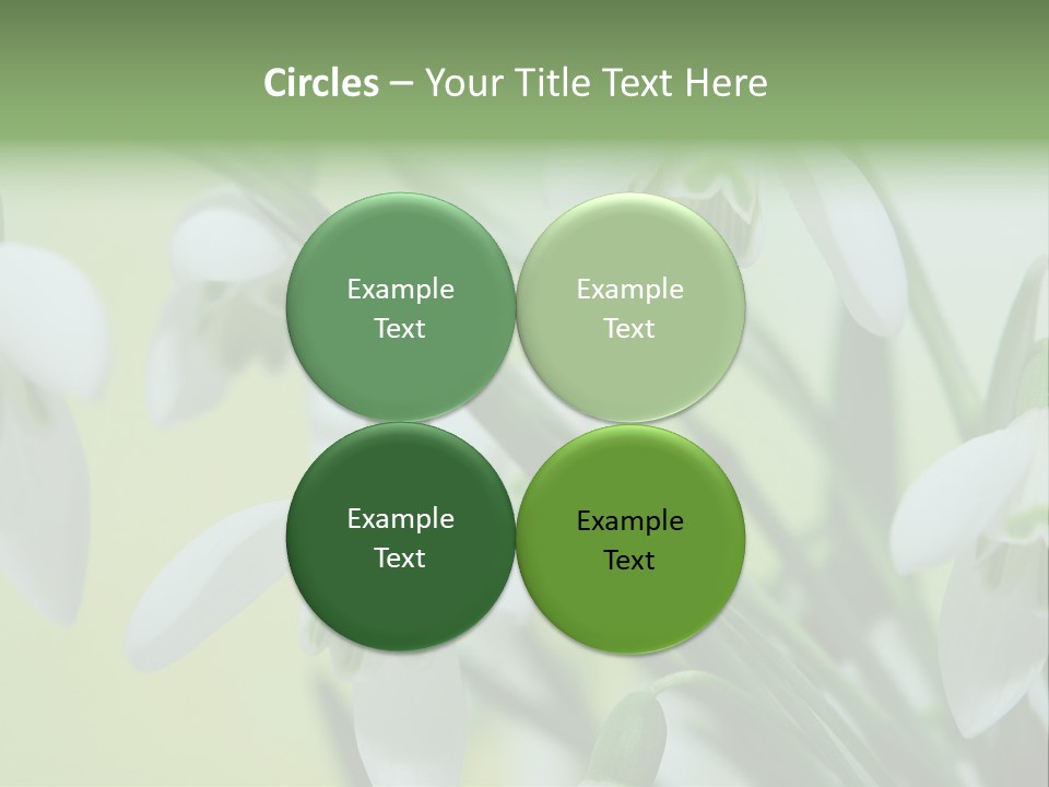Beauty In Nature Snowdrops Flower PowerPoint Template